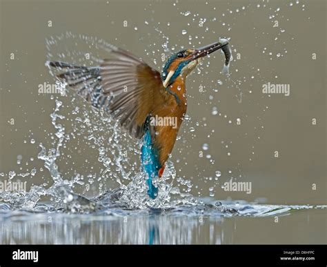 Male common kingfisher fishing with fish Stock Photo - Alamy