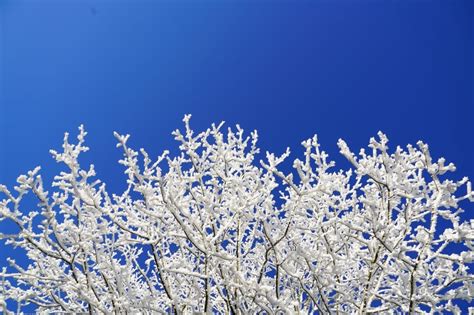 Hoarfrost, Branches, Crown, Aesthetic, blue, nature free image | Peakpx