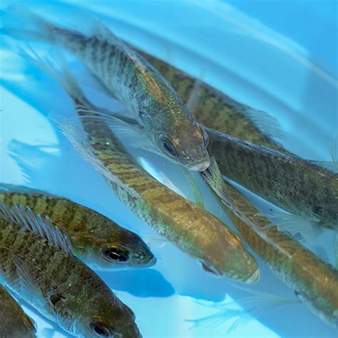 Pond Stocking Fish Pack Bluegill 20 Count