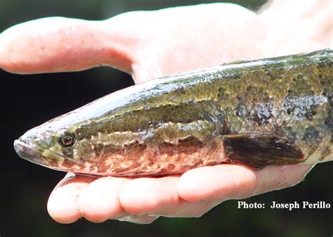 Fish — Invasive Species of Idaho