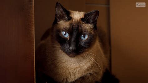 The Beauty And Personality Of Mix Siamese Cats