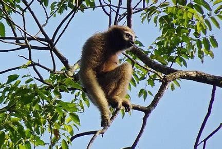 Gibbon Size, Habitat & Behavior | Study.com