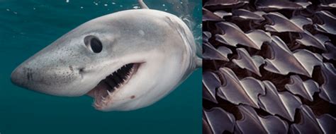 Shark's skin inspires scientists to design a (b) hygienic floor-wall... | Download Scientific ...