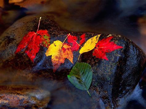 Autumn Leaf Wallpapers - Wallpaper Cave