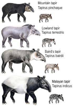 Characteristics of a Tapir - The Tapir Movement