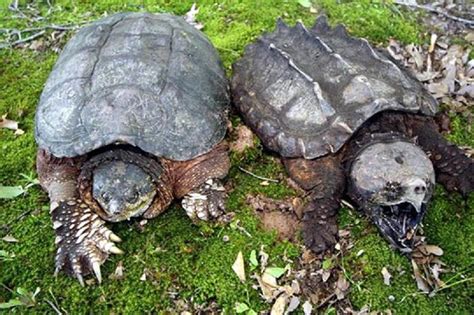 늑대 거북의 짝짓기[Snapping Turtle,s mating] : 네이버 블로그