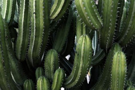 The Hidden Beauty of Xerophytes - Dengarden