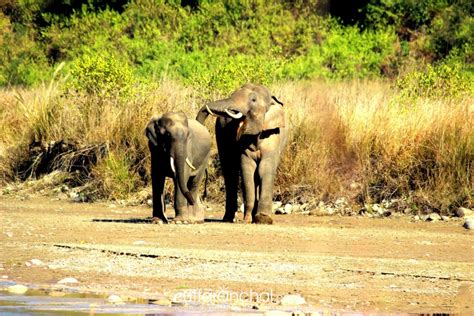 wildlife in rajaji national park - Uttarakhand Photos