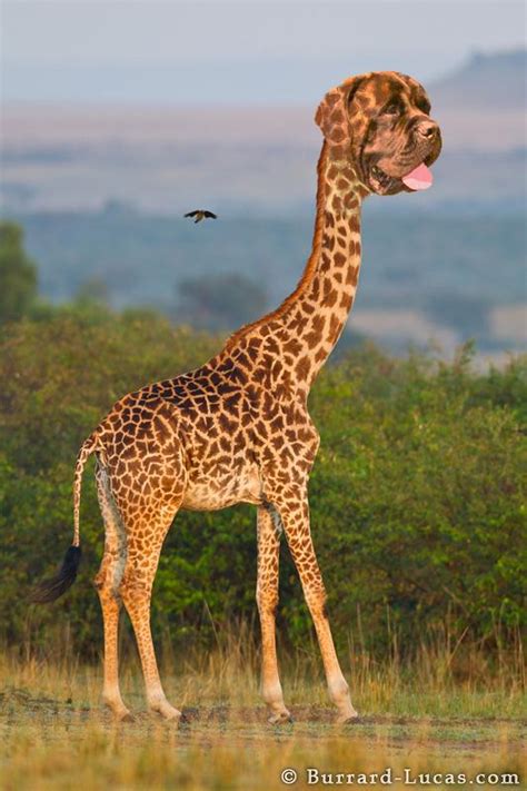 What a time to be alive where we can see a down syndrome giraffe in its ...