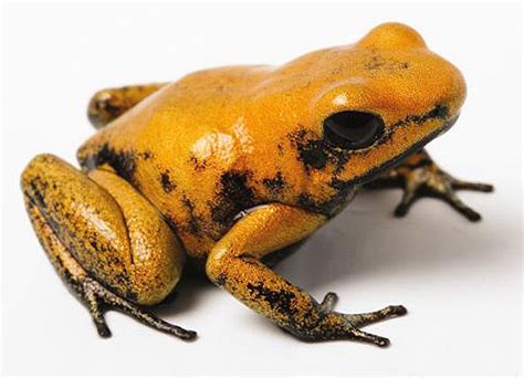 Aquarium of the Pacific | Online Learning Center | Golden Poison Dart Frog