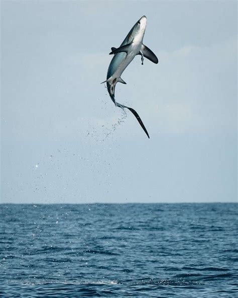 Do Sharks Jump Out Of The Water And How High Do They Jump? - Dutch ...