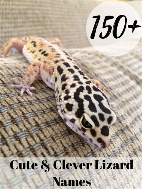 150+ Cute and Funny Names for Your Pet Lizard - PetHelpful