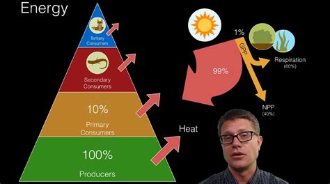 Energy Flow in Ecosystems - YouTube