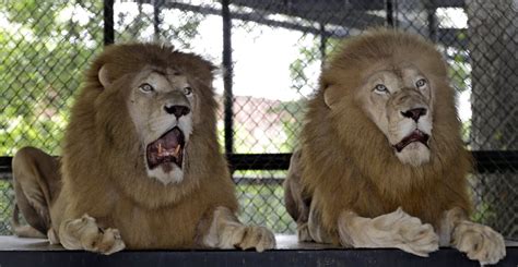 Shocked lions. : pics