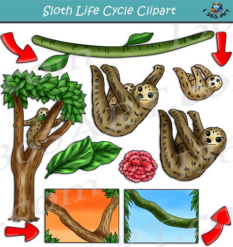 Sloth Life Cycle Clipart Download - Clipart 4 School