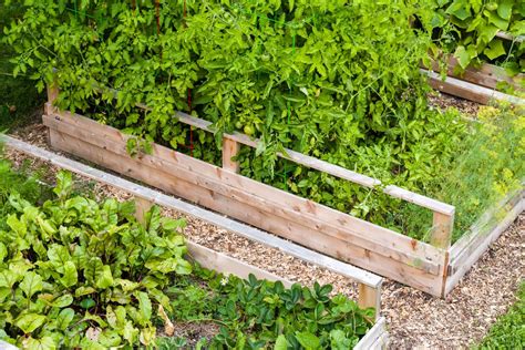 A Gardener's Guide To Growing Carrots In Raised Beds - Venus Gardening