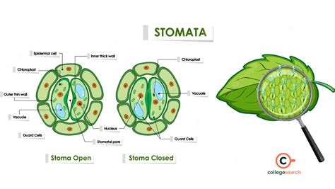 Stomata: Structure, Types, Definition, Diagram, Functions and Mechanism ...