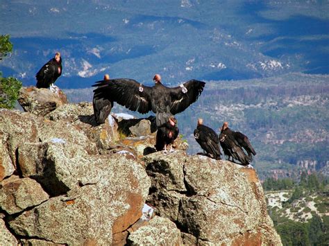 Caring for Zion’s Centennial Condor Chick - Zion National Park Forever Project