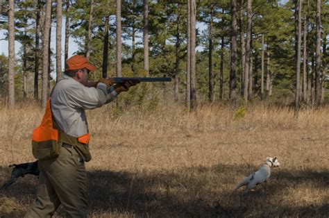 Quail Hunting | Sedgefields Lakes Plantation