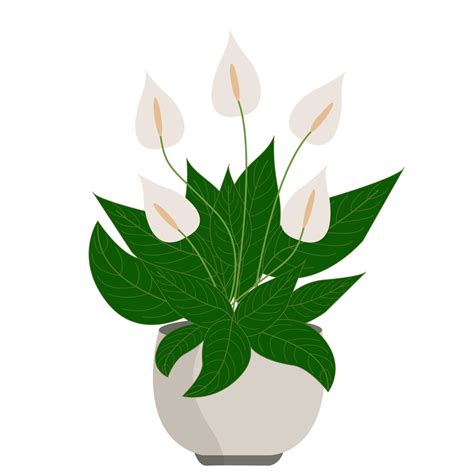 Peace lily or spathiphyllum. Home plant in pot 3088535 Vector Art at Vecteezy