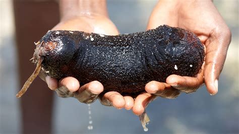 Sea Cucumber Defense Mechanism