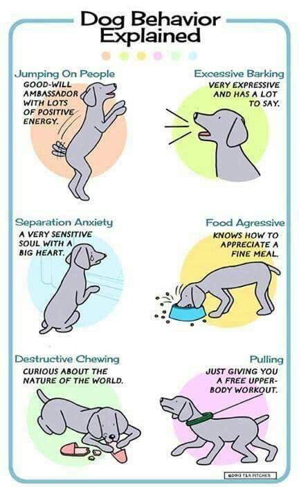 Fearful dog behavior | animals | Pinterest | Dogs, Pets and Dog body language