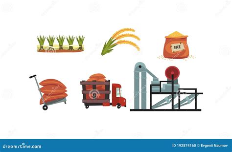 Rice Cultivation Vector | CartoonDealer.com #155175795