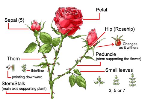 How to Draw a Rose | Art Rocket