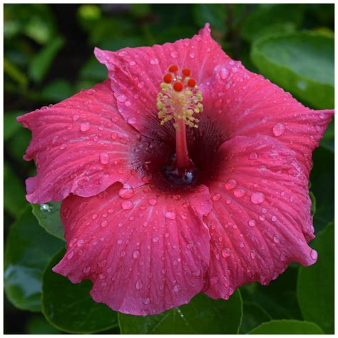 Hibiscus Tea For Inflammation - Organic Palace Queen