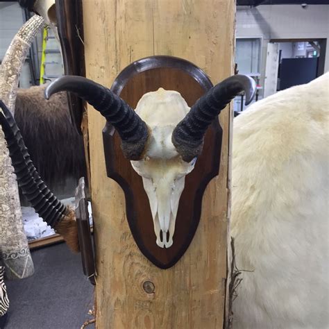 TOPI HORNS, AFRICAN PLAINS, 15'' L, TIP TO TIP - Able Auctions