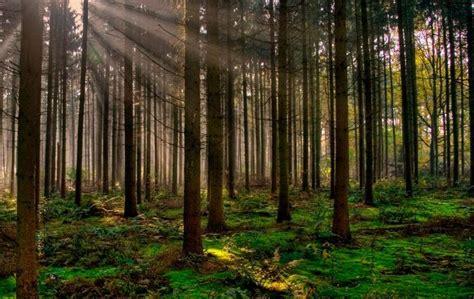 Bosque; Qué son, ubicación geográfica y tipos de bosques | OVACEN ...