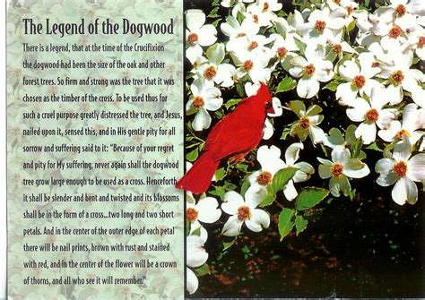 The Legend of the Dogwood | Dogwood trees, Dogwood, Holiday symbols