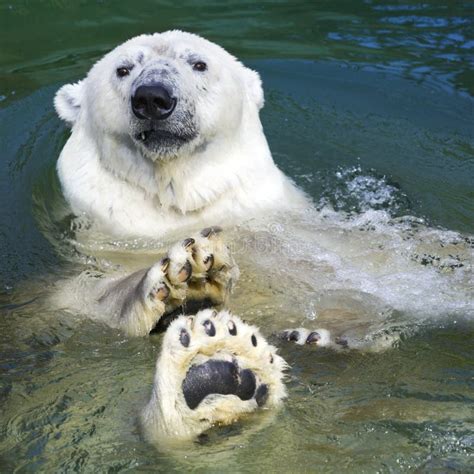 Polar bear roaring stock image. Image of growling, polar - 44228409