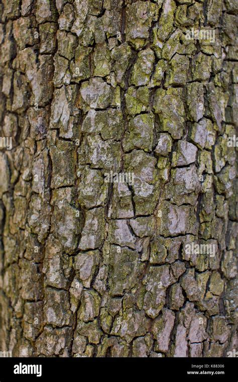 Texture of pear tree bark Stock Photo - Alamy