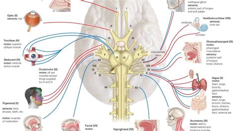 What is meant by cranial nerve tissue?