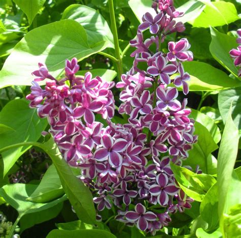 Syringa vulgaris ‘Sensation’ – Blue Sky Nursery