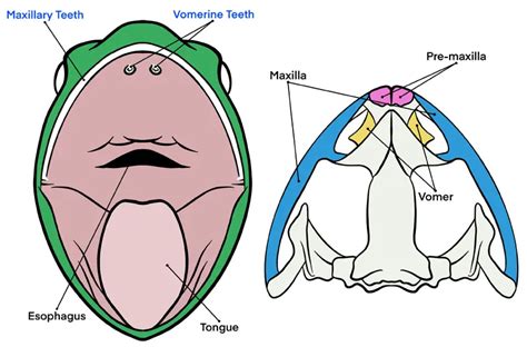 Frog Teeth: Everything You Need To Know - Mr. Amphibian