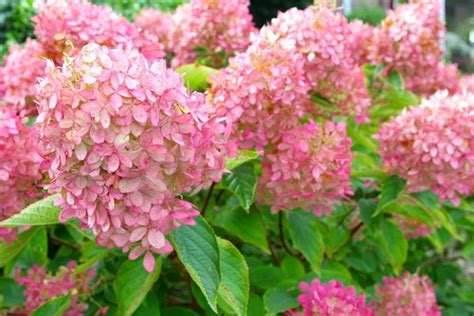 Pruning Hydrangea Limelight - Hydrangea Guide