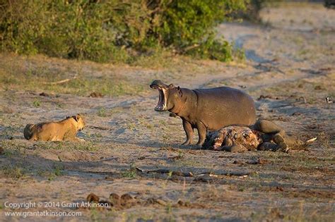 Hippo versus lion on the Chobe River - Africa Geographic