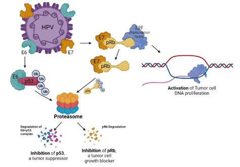 Mechanism between E6 and E7 of HPV and tumor cell proliferation ...