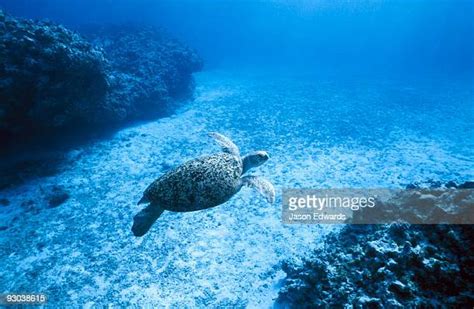 168 Sea Turtles Migration Stock Photos, High-Res Pictures, and Images - Getty Images