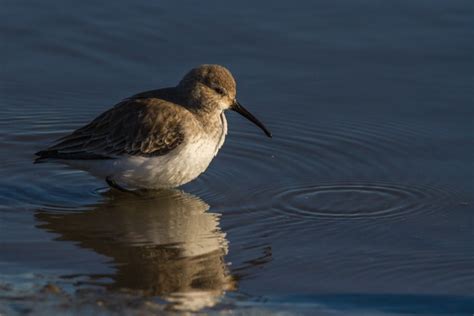 Dunlin | Audubon Field Guide