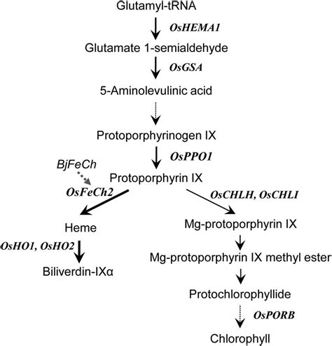 The porphyrin biosynthetic pathway in plants showing the genes analyzed... | Download Scientific ...