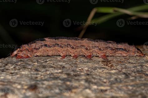 Black Witch moth caterpillar 5485940 Stock Photo at Vecteezy