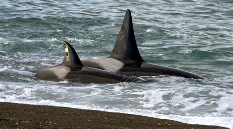 Galería de Fotos de Orcas Stunning Orca Photo Gallery: Explore the ...