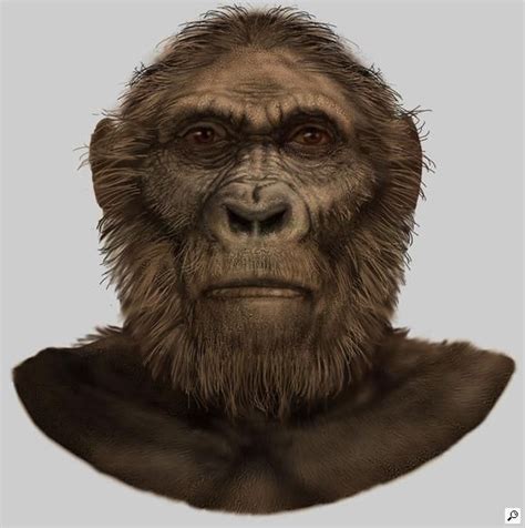 Paranthropus robustus | Archaeology, Ancient humans, Hominid