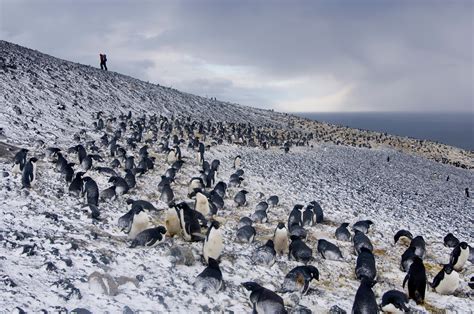 Penguins Offer Insight Into Climate Change | Audubon