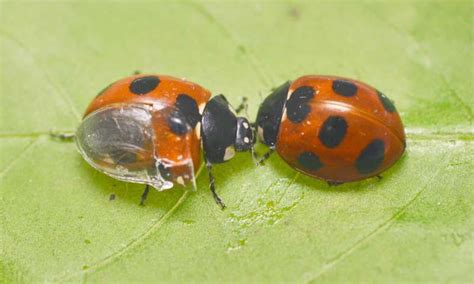 The Origami-Like Folds of Ladybug Wings Could Lead to Better Umbrellas ...