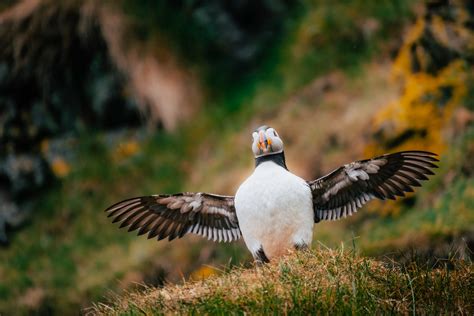 The Best Places to See Puffins in Scotland - Venturesail Holidays