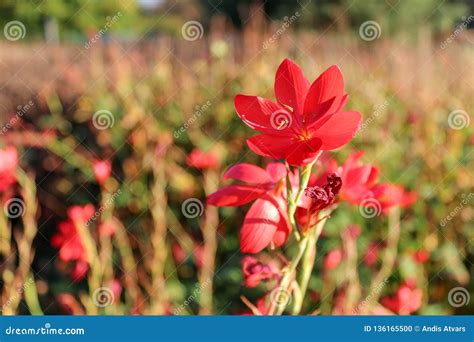 Blooming Wild Exotic Flowers in a Meadow Shallow Depth of Field Stock Photo - Image of flowers ...